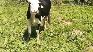 Cow ☺