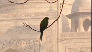 Surah Anbiya (89) || اور نصیحت کرتے رہیں یقیناً یہ نصیحت ایمان والوں کو نفع دے گی