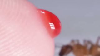 Ant Drinking Red Nectar From Finger