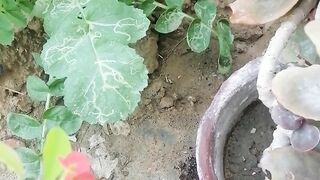 Home garden