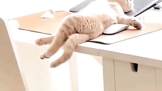 Cute Animal Compilation: Awww-worthy Moments.Video 2023