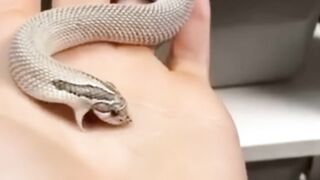 My cute baby pet Snake ????????