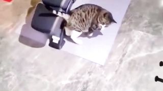 Cats amazing