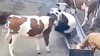 Dekho gaye ne kiya kiya