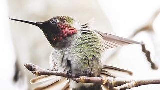 Beautiful birds