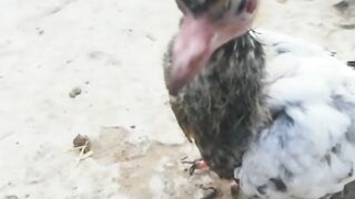 Kabutar ke baby