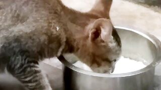 Kitten's favorite drink- The Milk