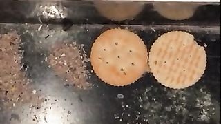 Ants Eating my Biscuits