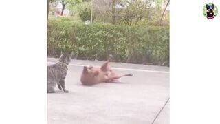 Cute dog and cat funny video Compilation