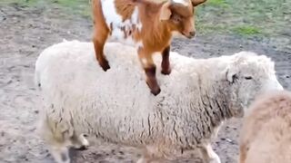 Fuuuy sheep baby
