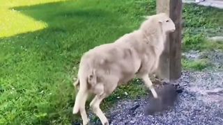 Funny sheeps
