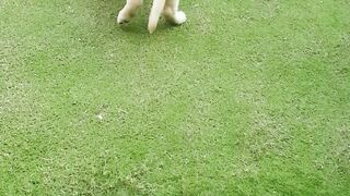 Funny animals