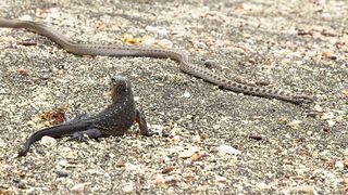 Iguane VS serpents