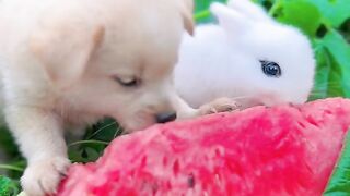 Funny dog