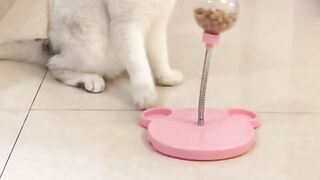 Cat funny video