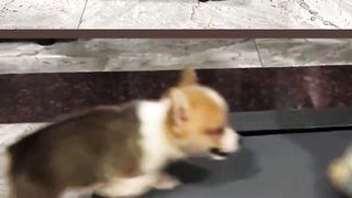 Let Me try it, Please -The Naughty Puppy