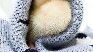 Cat funny video