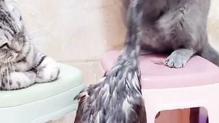 funny cute animals are fighting