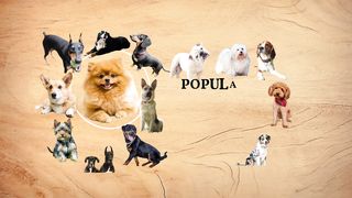 Dog Breeds