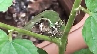 Grasshopper on my plant