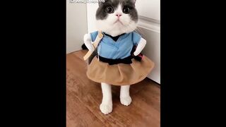cute cat