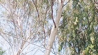 Fun with eagle