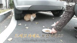 A cat that delivers a bag of food every day... (Real story) Just to whom?  Look soon!  2023