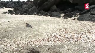 Iguane VS serpents : tension maximale - ZAPPING SAUVAGE