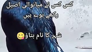 Mianwali aseel murga.