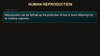 male reproductive system /anatomy of male reproductive system /physiology and function of male reproductive system