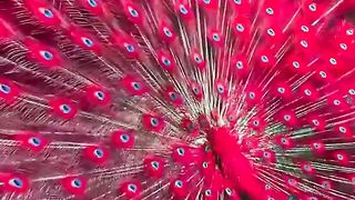 RED PEACOCK