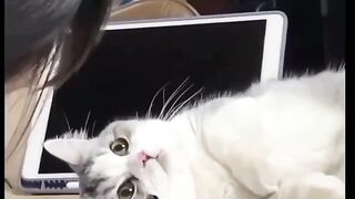 Beautiful cato cats love