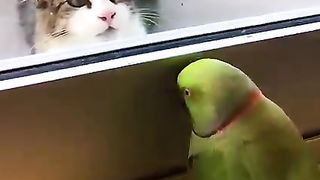ANIMAL FOES