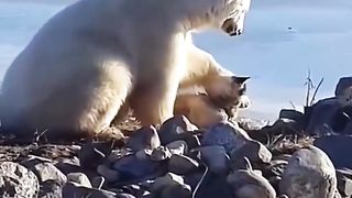 WHITE BEAR