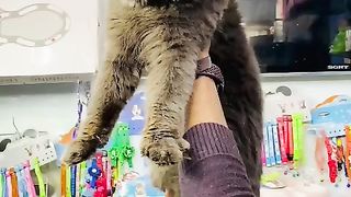 Cat for sale