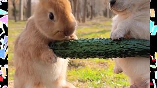 The Rabbit & Puppy | The Best Friends