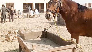Beautiful galf horse playing.
