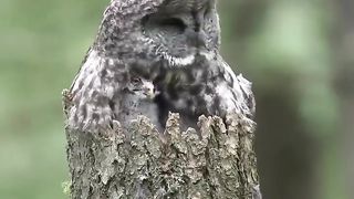 OWL AND KIDS