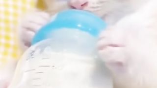 Cute kitten videos