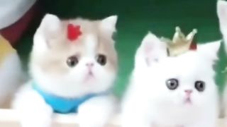 Cute kitten