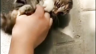Cute kitten @cat