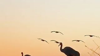 Crane hunting