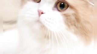 Cute cat @cat
