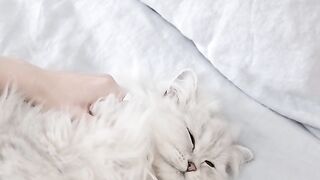 Spoiled cute cat @cat