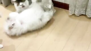 Cat and dog fanny video #febspot