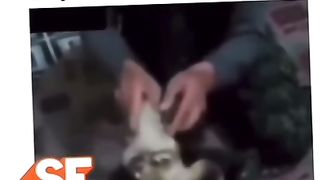 Funny video