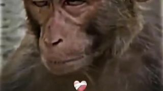 Monkeys reality