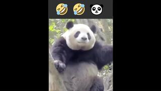 Cute Panda Clip | Funny Clip