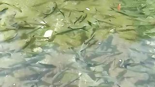 Local fish