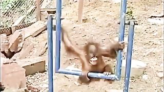 Funny monkey
